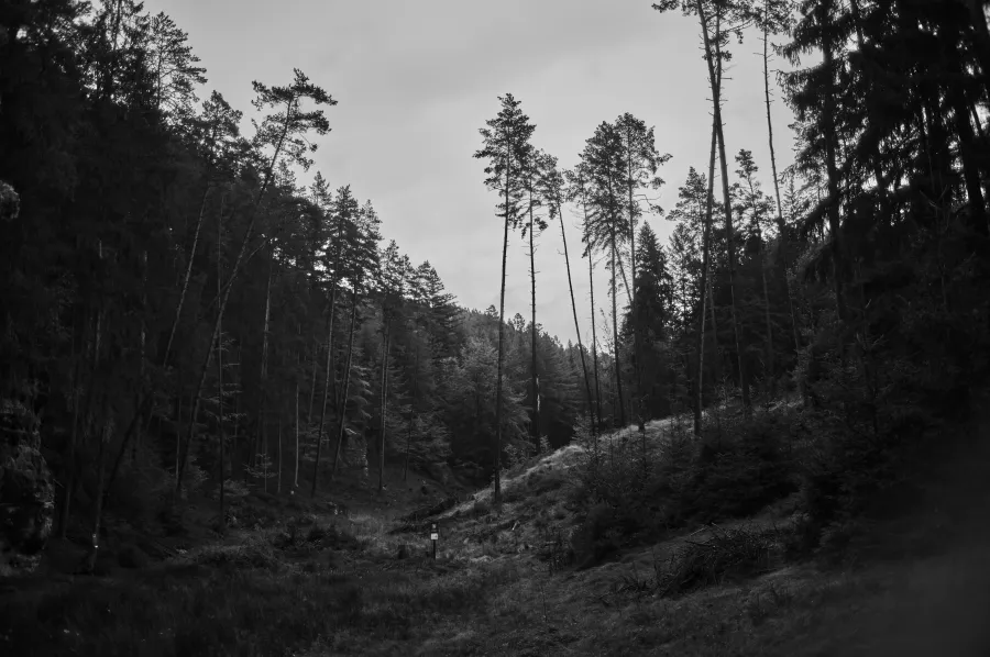 Nature photograph 4