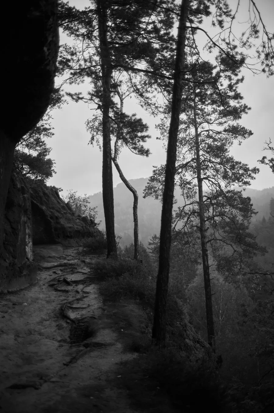 Nature photograph 5