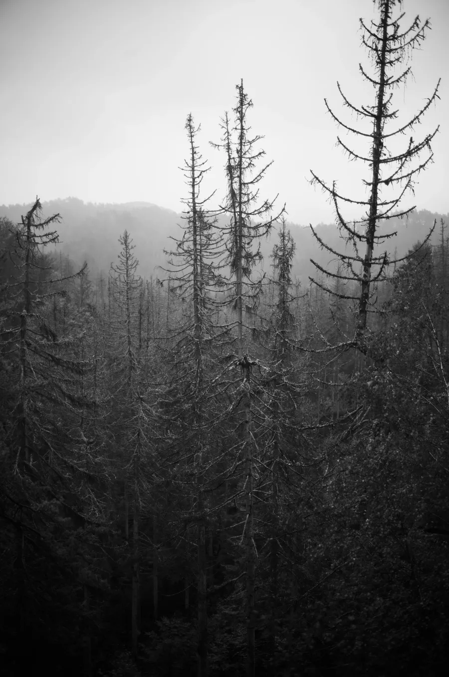 Nature photograph 6