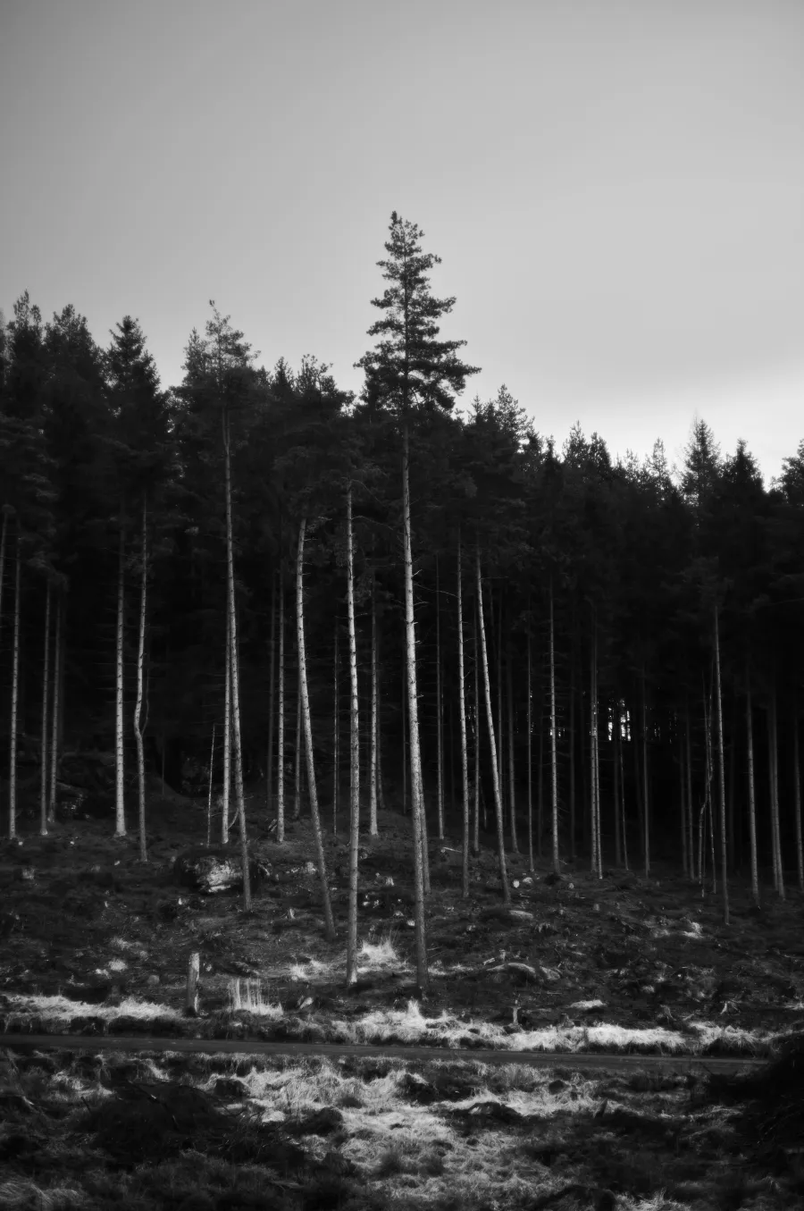 Nature photograph 9