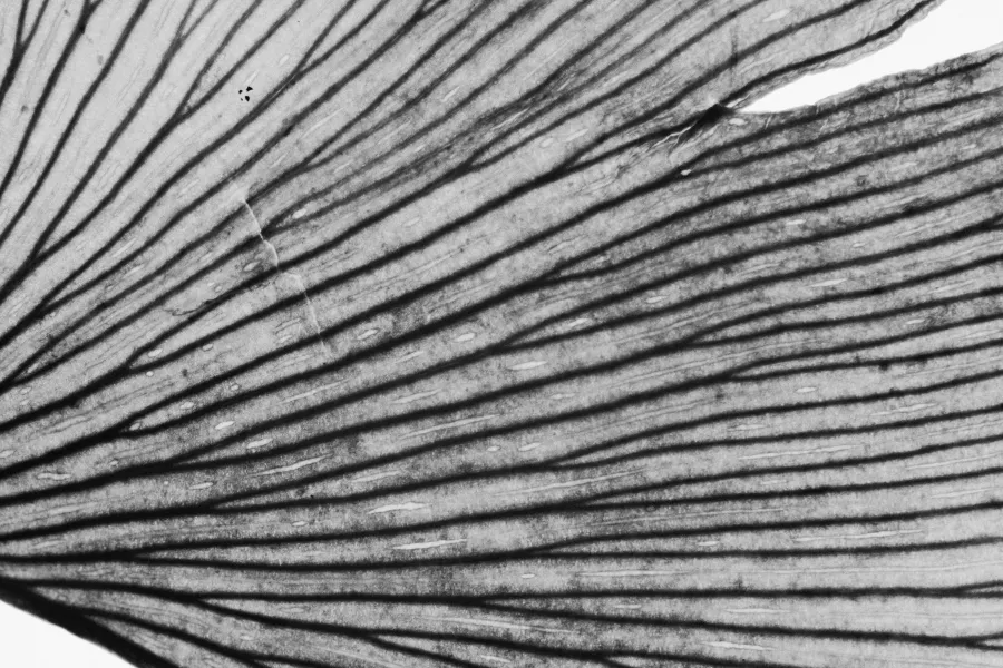 Experimental photograph 7