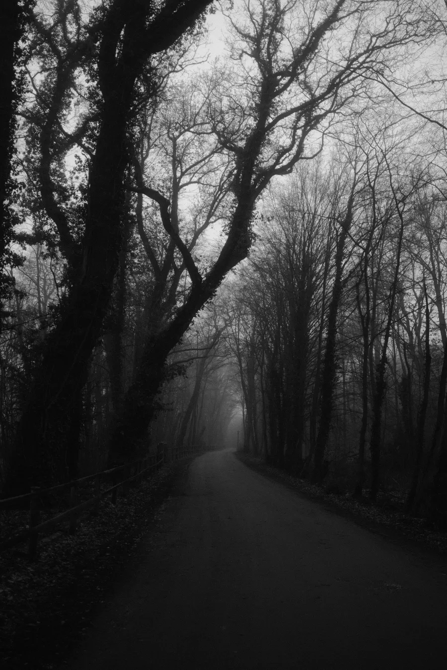Nature photograph 12