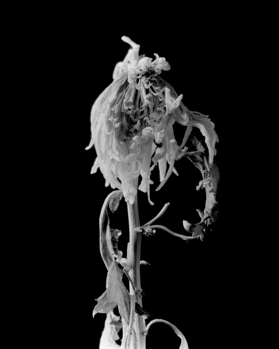Experimental photograph 15