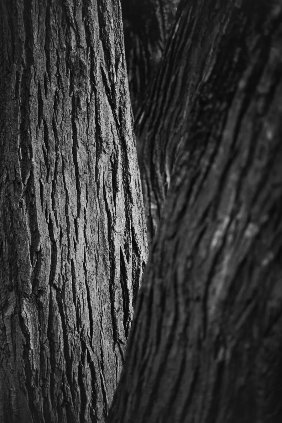 Nature photograph 20